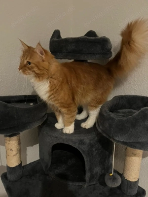 Reinrassiger Maine Coon Deckkater Bild 2