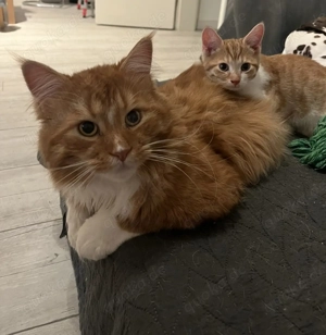 Reinrassiger Maine Coon Deckkater