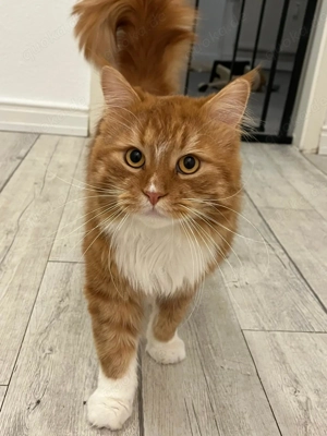 Reinrassiger Maine Coon Deckkater Bild 3