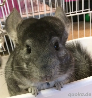suche Chinchillas 