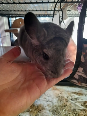 Chinchilla männchen