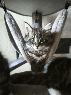 Maine Coon Kitten