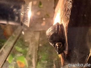 Moschusschildkröten NZ'25