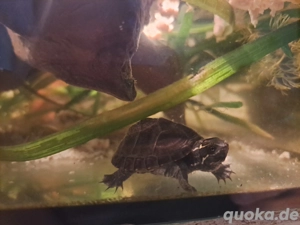 Moschusschildkröten NZ'25