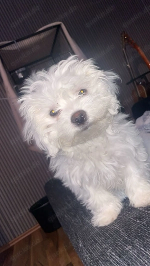 Verkauft wird ein Bichon Frise 