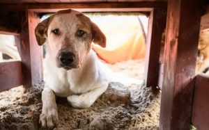 Welpenmädchen Bella