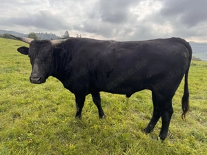 Bio 100 % Fullblood Wagyu-Herde   12 Tiere, DNA-Zertifikat, Weidehaltung Bild 7