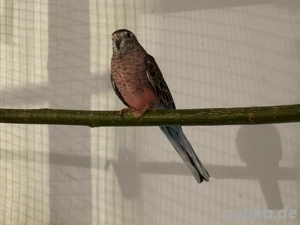Bourkesittiche rubino   wildfarben