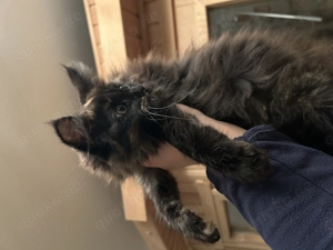 Maine Coon Mix Kitten 