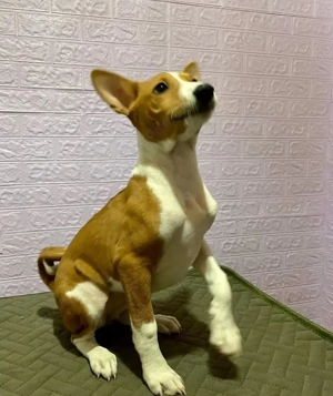 Niedliche Basenji-Welpen