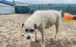 Lockenkopf Viggo Bild 5