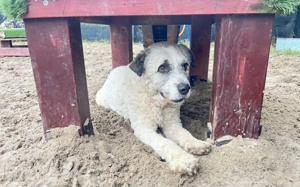 Lockenkopf Viggo Bild 3