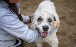 Lockenkopf Viggo Bild 2