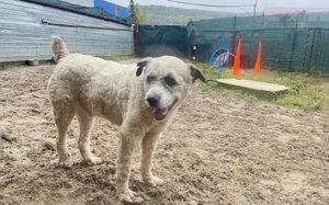 Lockenkopf Viggo Bild 4