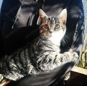 Romeo und Julia Teppichraketen 16Wo m w rot & getigert Kinderlieb Hundefreundlich 