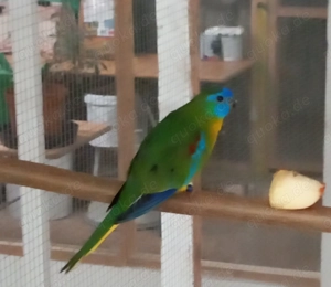 Schönsittich wildfarbig