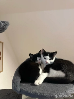 baby katzen zu verschenken