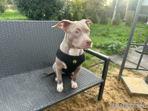 American Pocket Bully Hündin Lilac White 