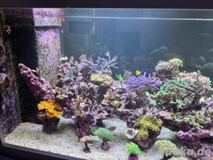 Aquariumauflösung, Meerwasser