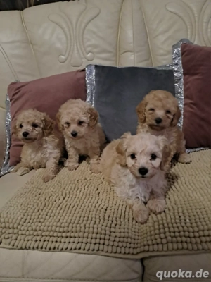 Drei Zwergpudel-Welpen suchen liebevolles Zuhause?