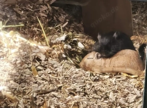 Dringend neues Zuhause für 2 Wüstenrennmäuse gesucht! 