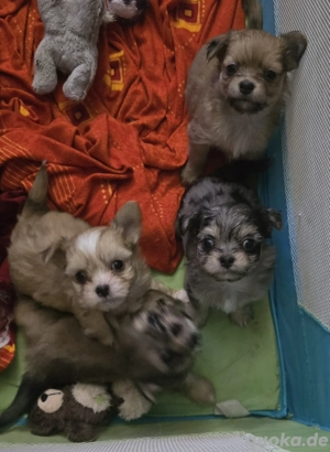 Chihuahua- Shih Tzu Welpen