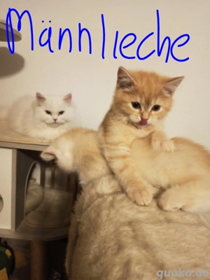 BKH Männliche Rote Zwillinge 