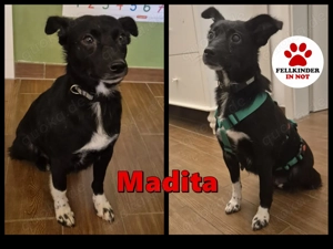 süße kleine zierliche Mischlings-Hündin Madita sucht ihr Zuhause