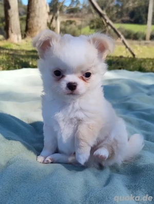 Bezaubernde Chihuahua-Welpen 