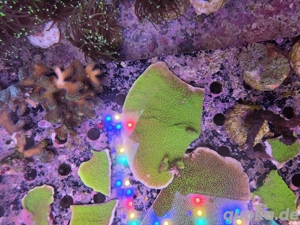 montipora korallen groß 