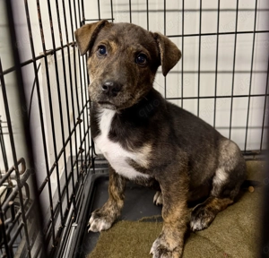 Gyurmi , z. Zt. in Ungarn, ein kleiner, zarter Welpe mit großem Herzen