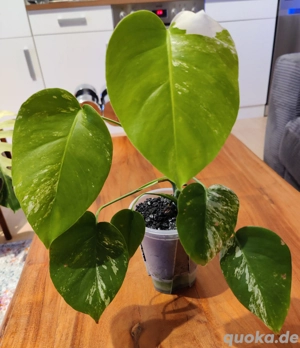 Monstera Deliciosa Variegata 