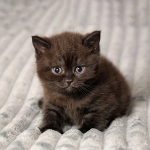 Bkh Britische Kurzhaar Kitten