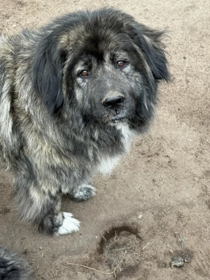 Kaukasischer Schäferhund