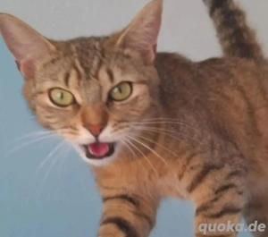 wunderschön Bkh katze in liebevolle Hände abzugeben 