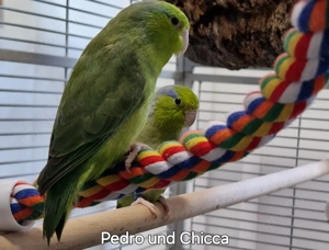 Blaugenick Sperlingspapageien zu verkaufen