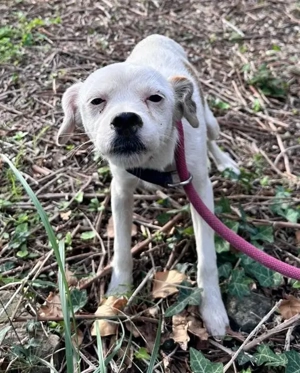 Schatz Zybill sucht sehnsüchtig das Glück