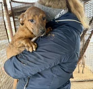 Lecsö, z. Zt. in Ungarn, ist ein typischer Welpe. Bild 3