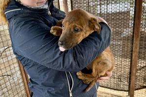 Lecsö, z. Zt. in Ungarn, ist ein typischer Welpe.