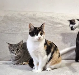 soziale, zutrauliche und liebenswerte junge Katze Aria sucht ein schönes Zuhause