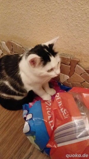 HausKatzenGeschwister 6 Monate