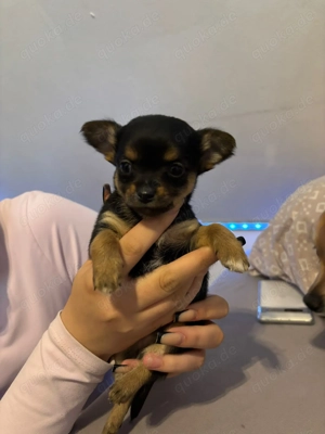 Chiuhahua yokisher welpen