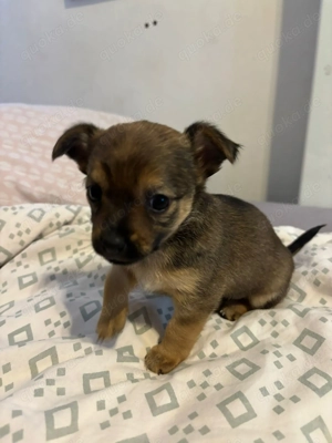 Chiuhahua yokisher welpen