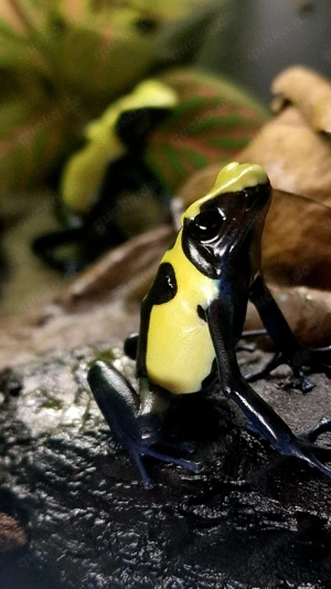  Dendobaten tinctorius:Citronella, regina