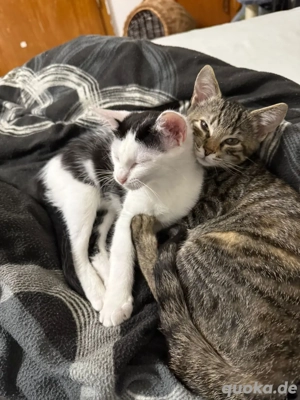 HausKatzenGeschwister 6 Monate