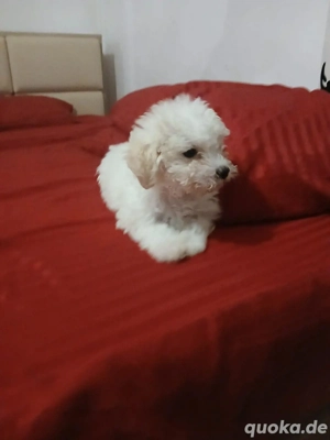 bichon malteser