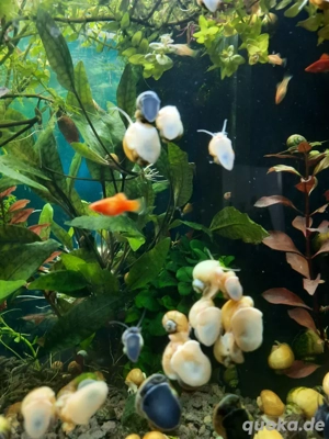 Apfelschnecken für Aquarium 