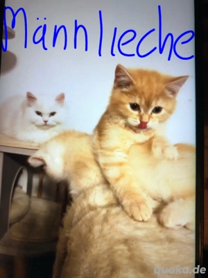 BKH Männliche Rote kitten