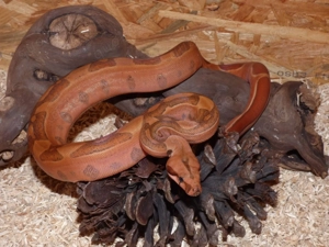 1.1 Boa constrictor Blood und Hypo Jungle het Blood 66% het Albino