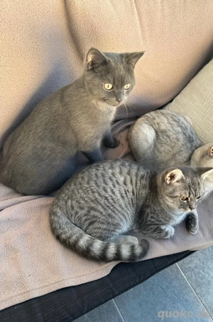 Zwei knuffige verschmuste Kater suchen ein liebevolles Zuhause